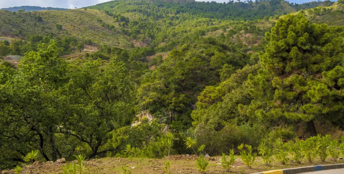 Продажа  жилого участка в La Zagaleta 13