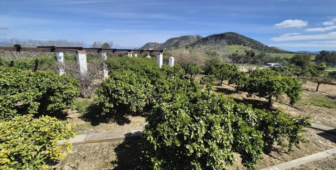Venta de finca - cortijo en Cártama 3