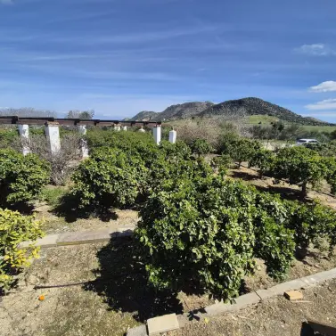 Venta de finca - cortijo en Cártama