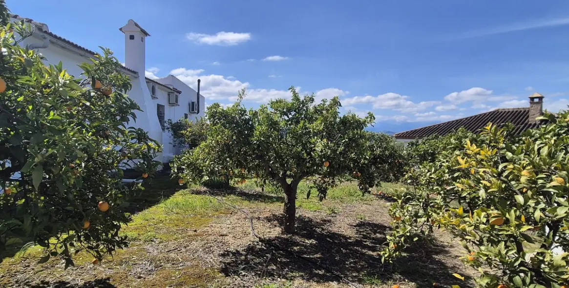 Venta de finca - cortijo en Cártama 53