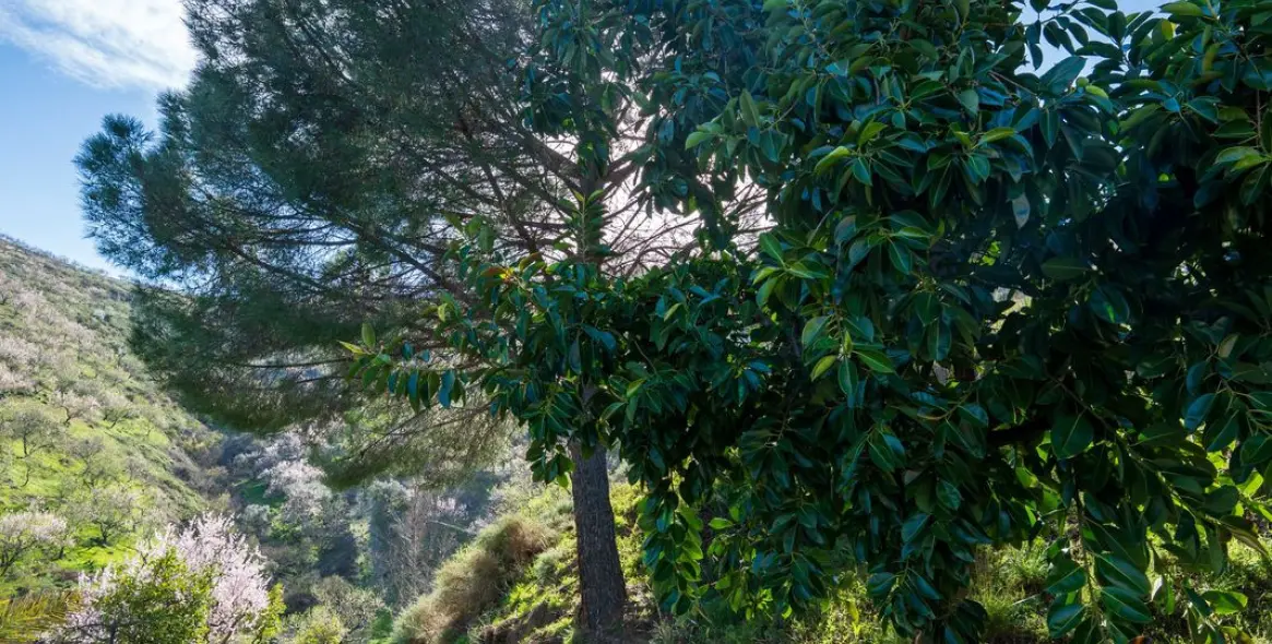 Продажа  отдельно стоящей виллы в Colmenar 26