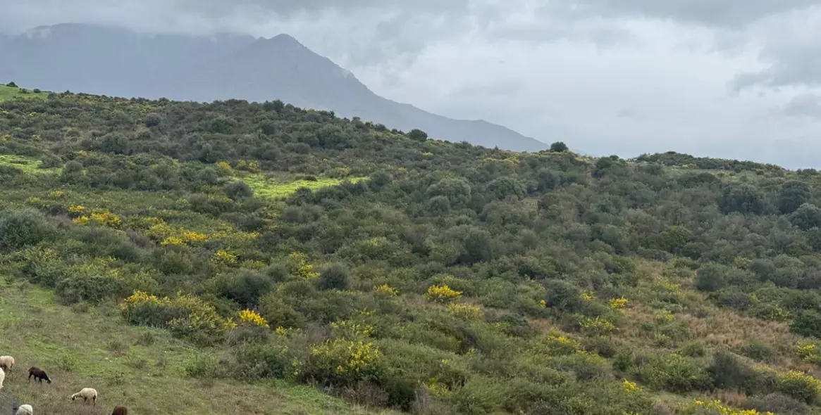 Продажа двухуровневого пентхауса в Estepona 37