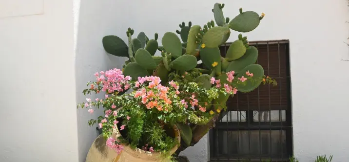 Sale of ground floor apartment in Nueva Andalucía 4