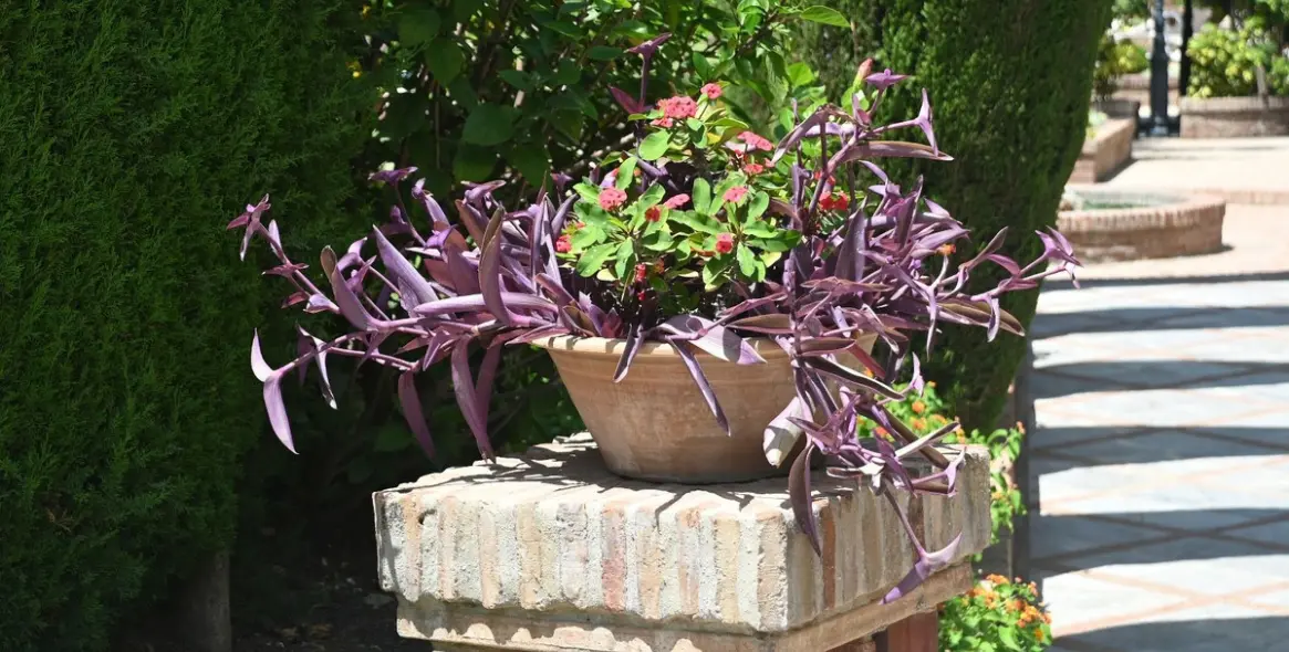 Sale of ground floor apartment in Nueva Andalucía 44