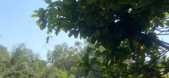 Venta de villa independiente en Calahonda 3