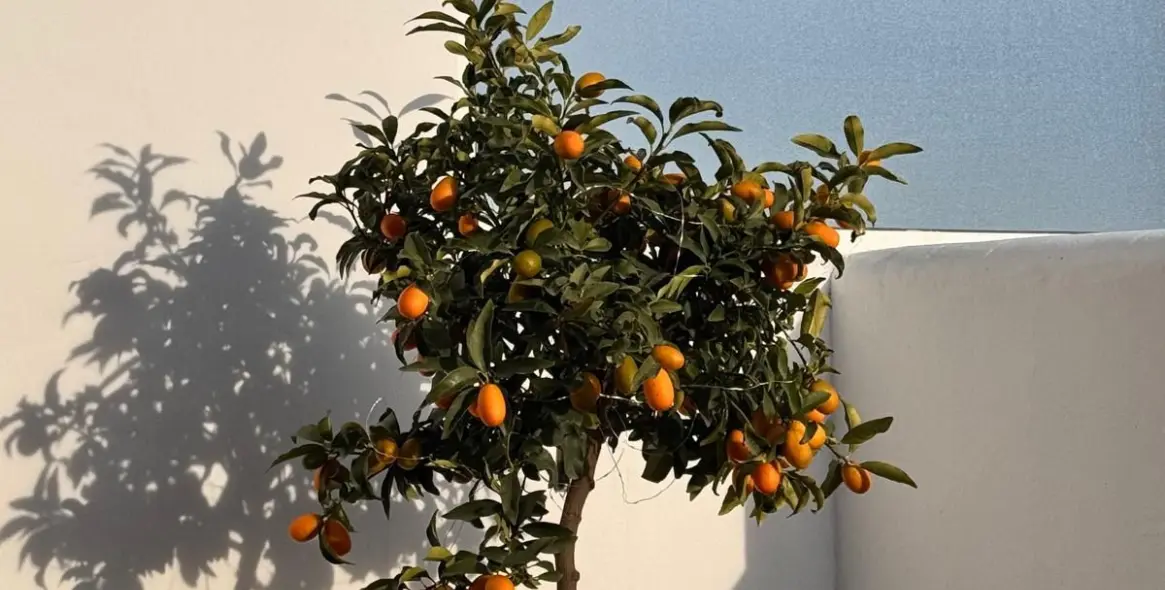 Краткосрочная аренда двухуровневого пентхауса в Estepona 27