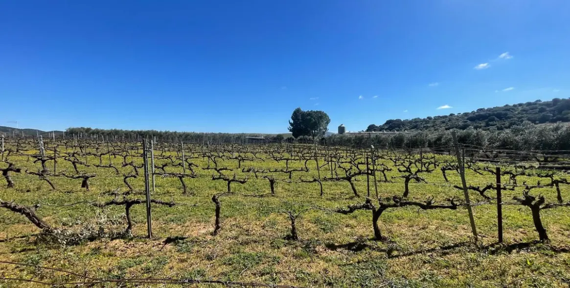 Sale of business in Almargen 2