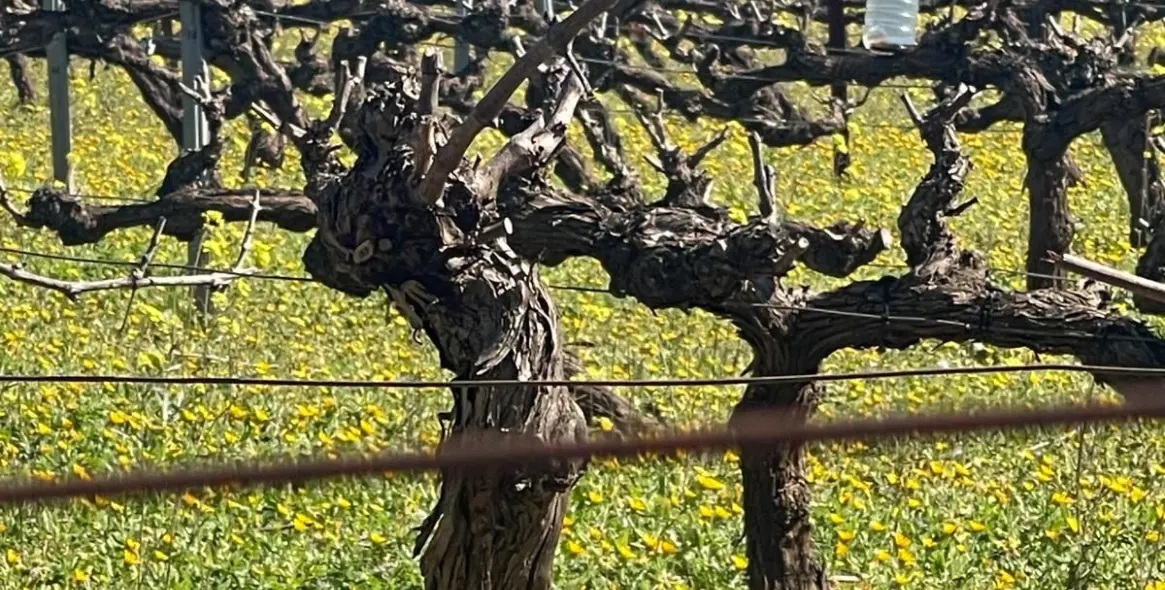 Sale of business in Almargen 9