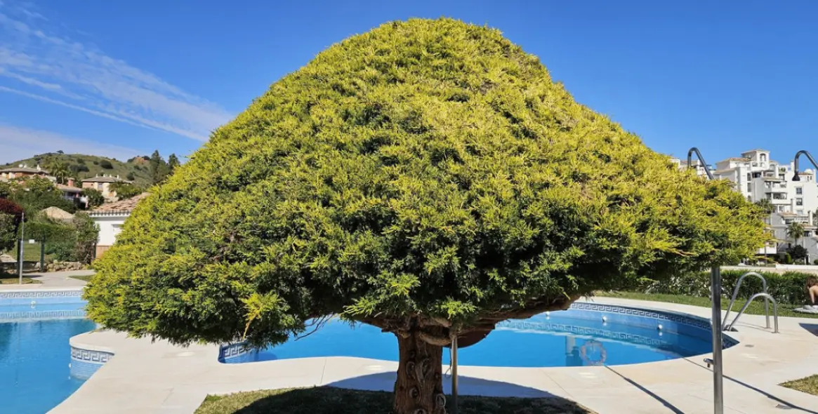 Продажа таунхауса в Calahonda 40