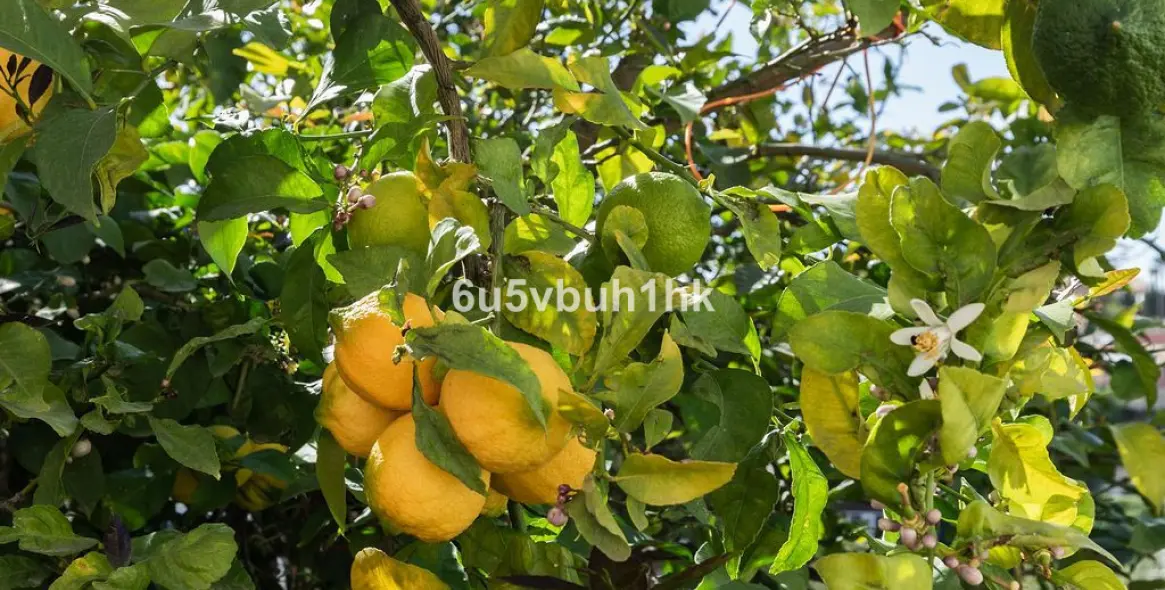 Venta de villa independiente en Torreblanca 30