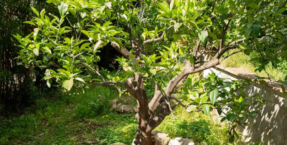 Venta de villa independiente en Elviria 6