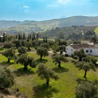 Venta de finca - cortijo en Casarabonela