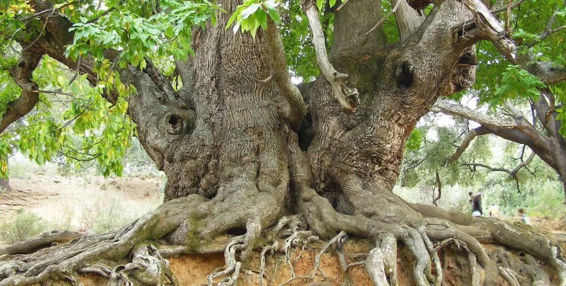 Краткосрочная аренда таунхауса в Istán 62