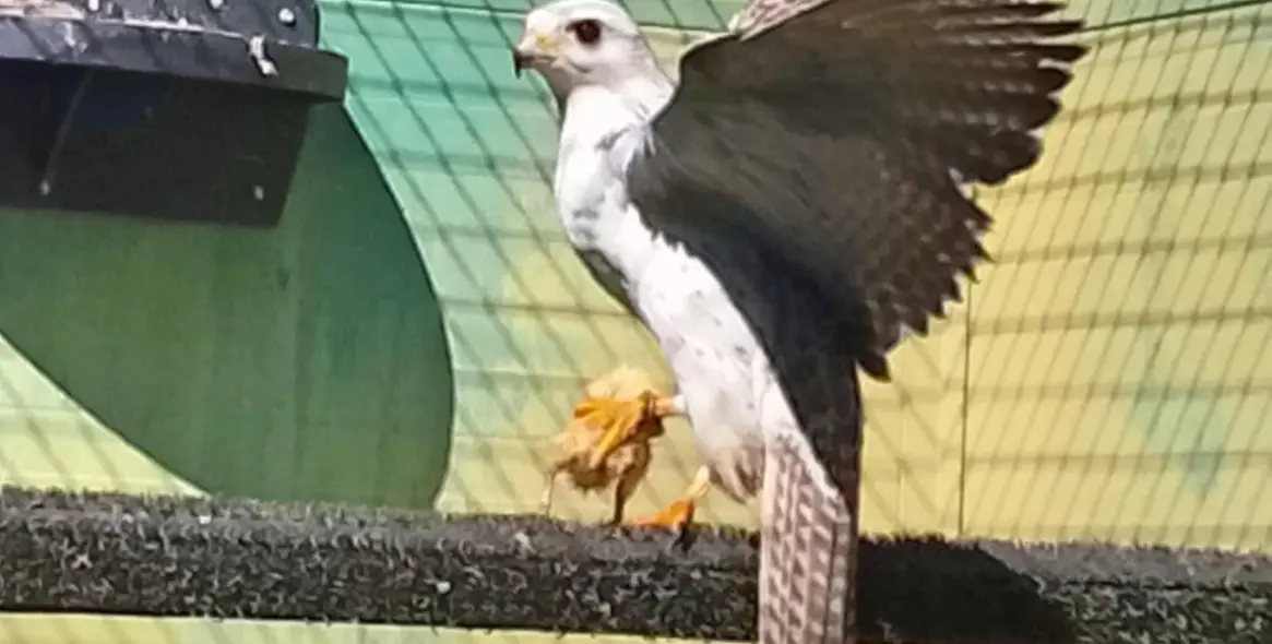 Sale of farm in Coín 3