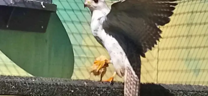 Sale of farm in Coín 2