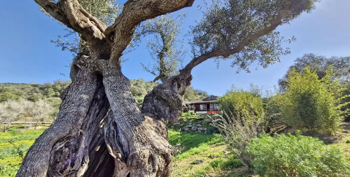 Sale of farm in Coín 21