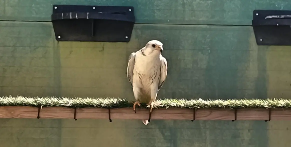 Sale of farm in Coín 59