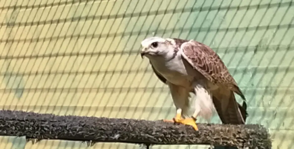 Sale of farm in Coín 60