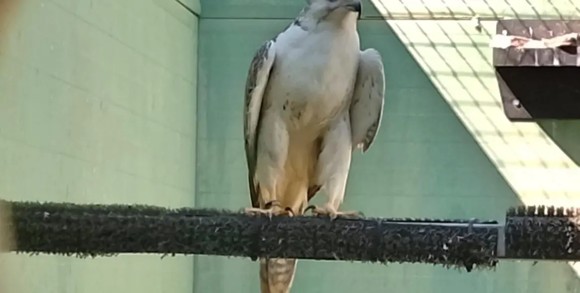 Sale of farm in Coín 61