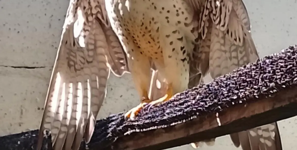 Sale of farm in Coín 62