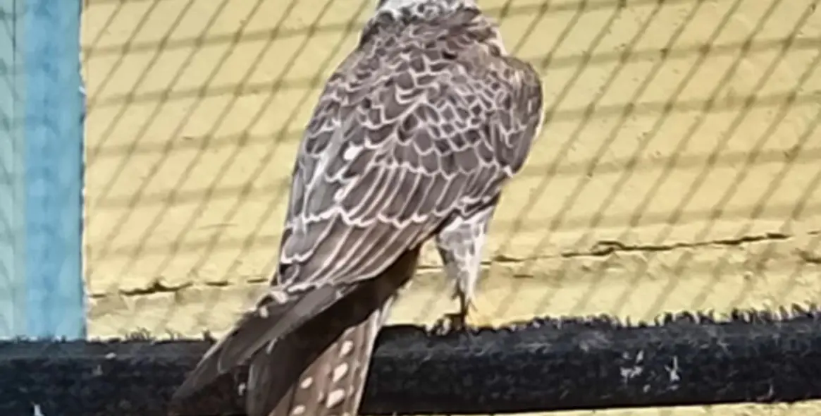 Sale of farm in Coín 63