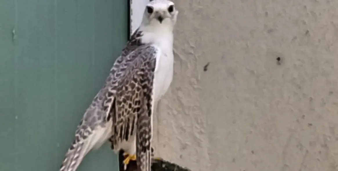 Sale of farm in Coín 64