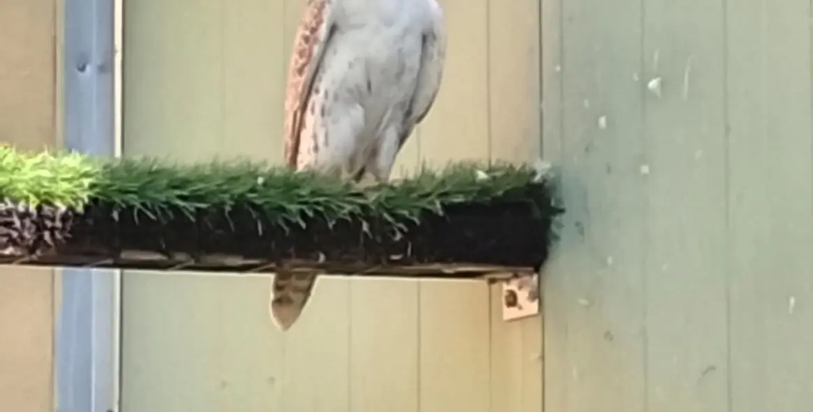 Sale of farm in Coín 65