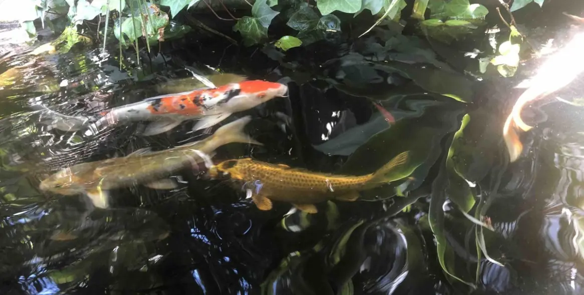 Venta de villa independiente en New Golden Mile 34