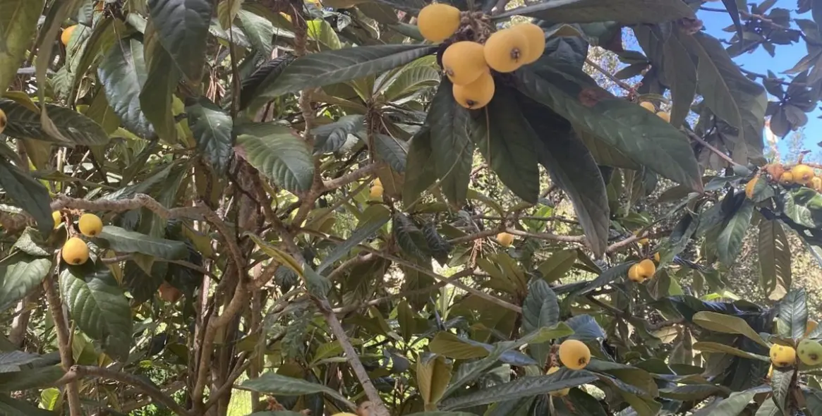 Venta de villa independiente en New Golden Mile 38