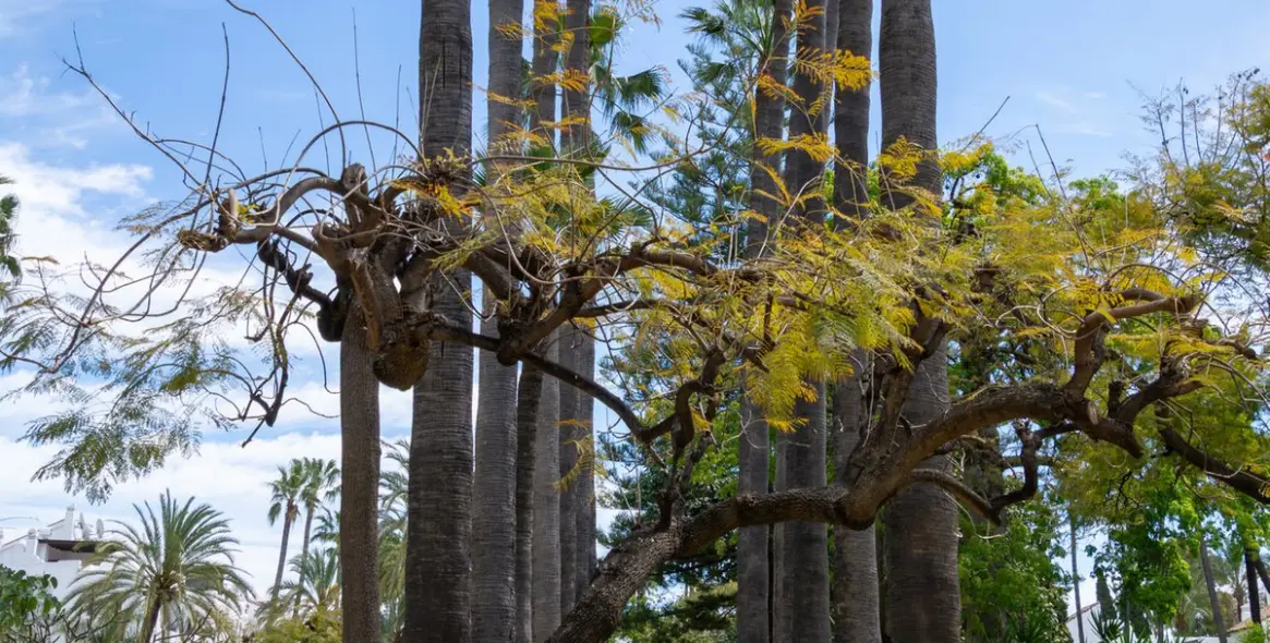 Продажа двухуровневого пентхауса в Puerto Banús 24