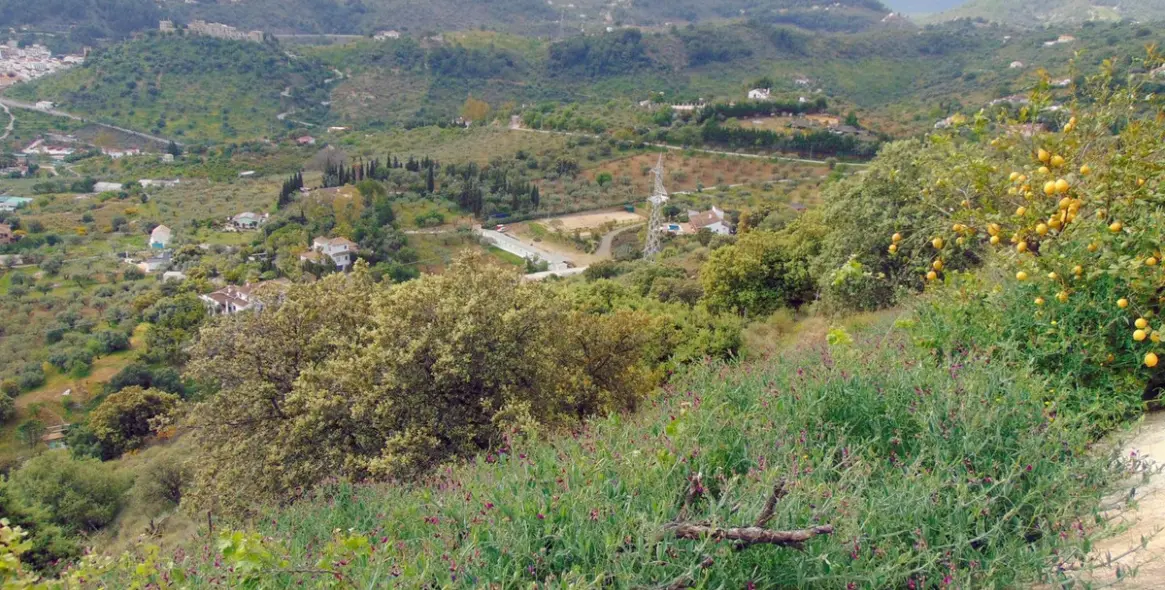 Продажа финки в Monda 46