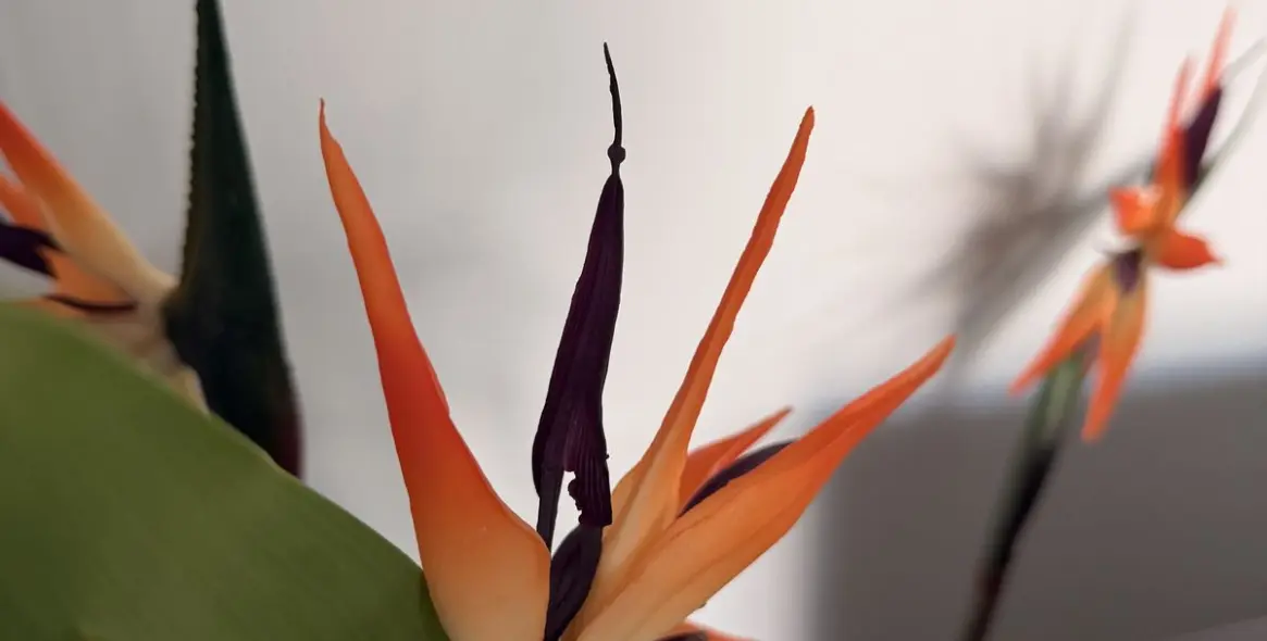 Sale of ground floor apartment in Mijas 16