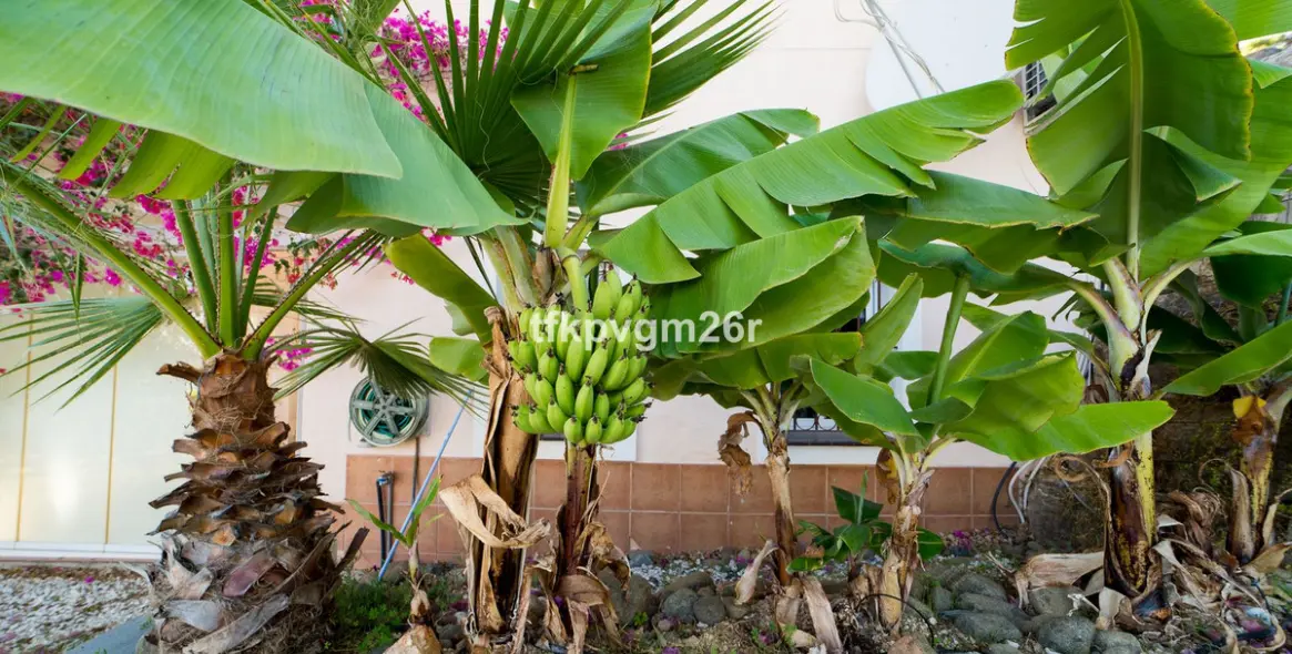 Sale of detached villa in Estepona 5