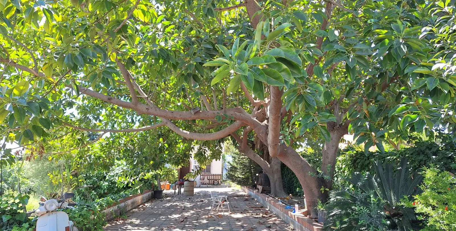Venta de finca - cortijo en Estepona 9