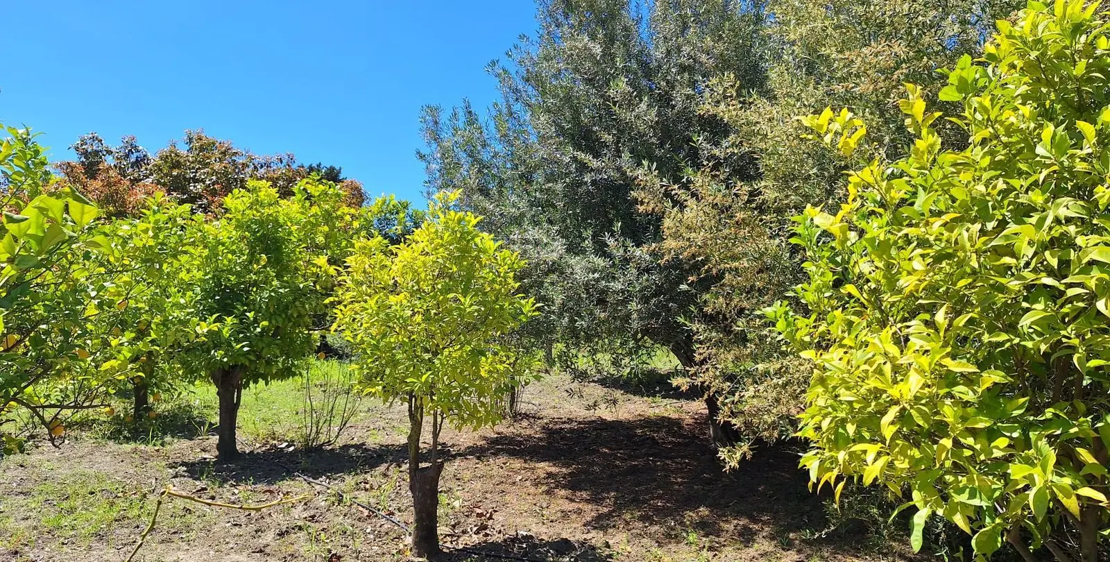 Venta de finca - cortijo en Estepona 11