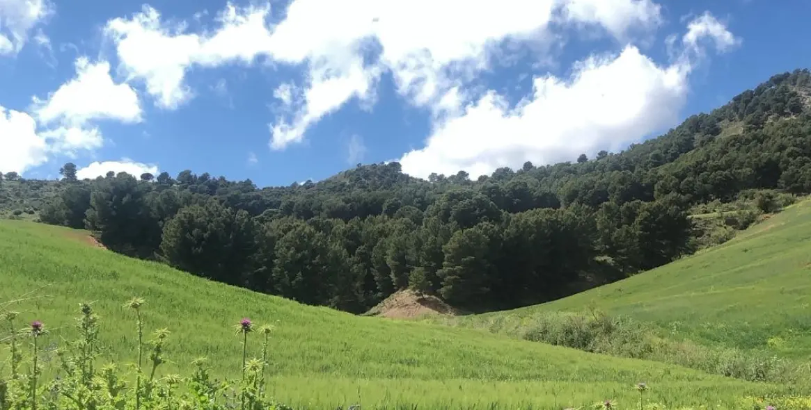 Sale of residential plot in Ardales 14