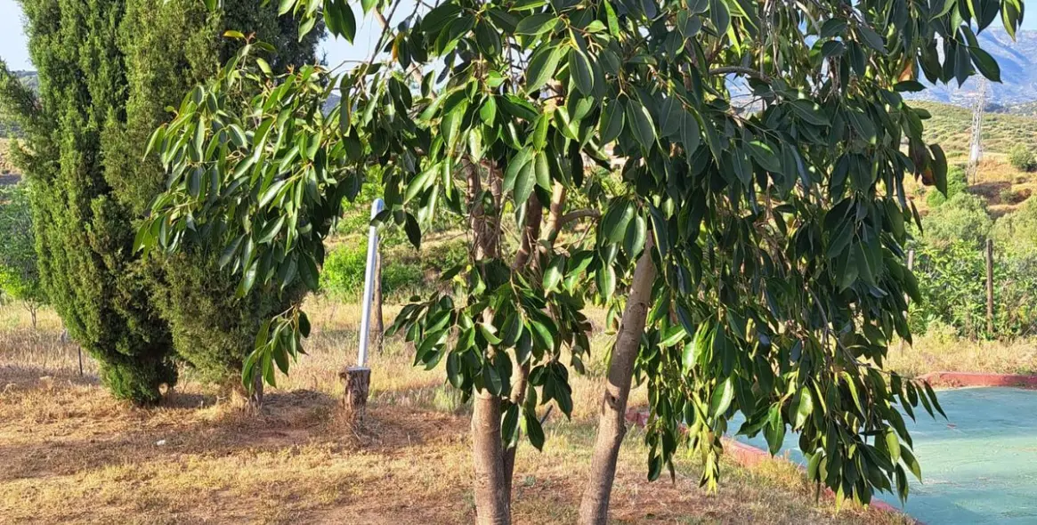 Venta de finca - cortijo en Entrerrios 37