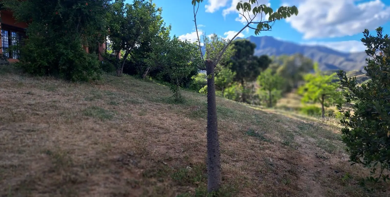 Sale of finca - cortijo in Mijas 9
