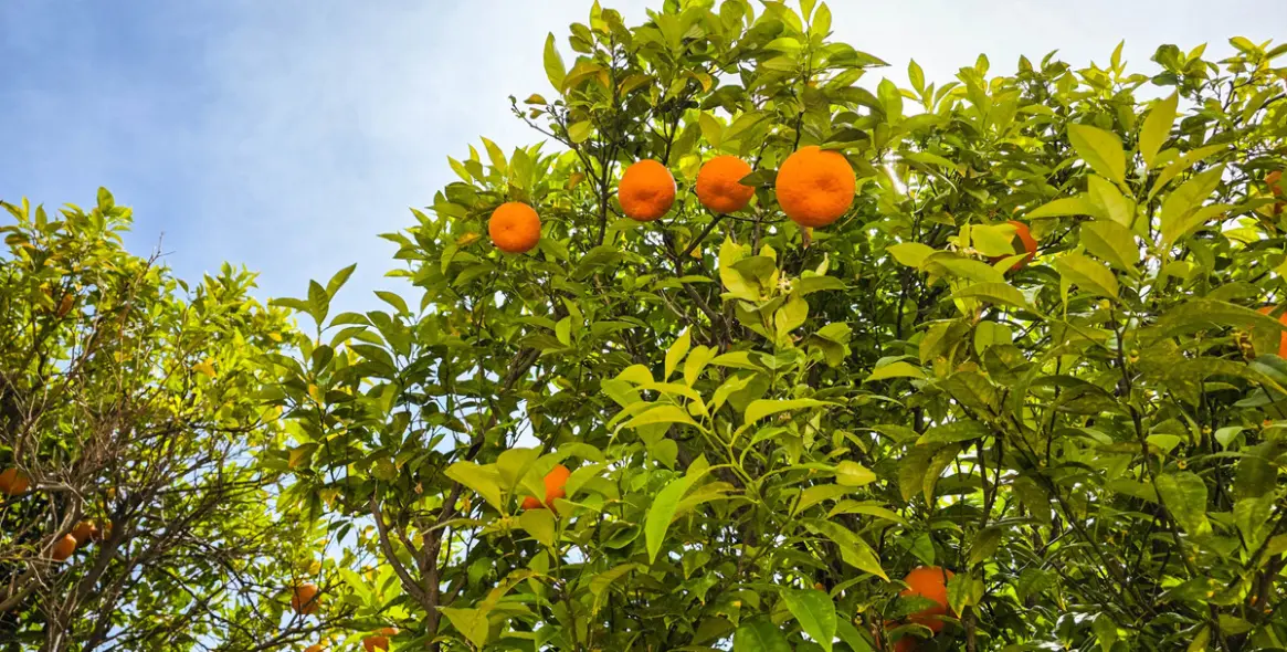 Продажа двухуровневого пентхауса в La Duquesa 19