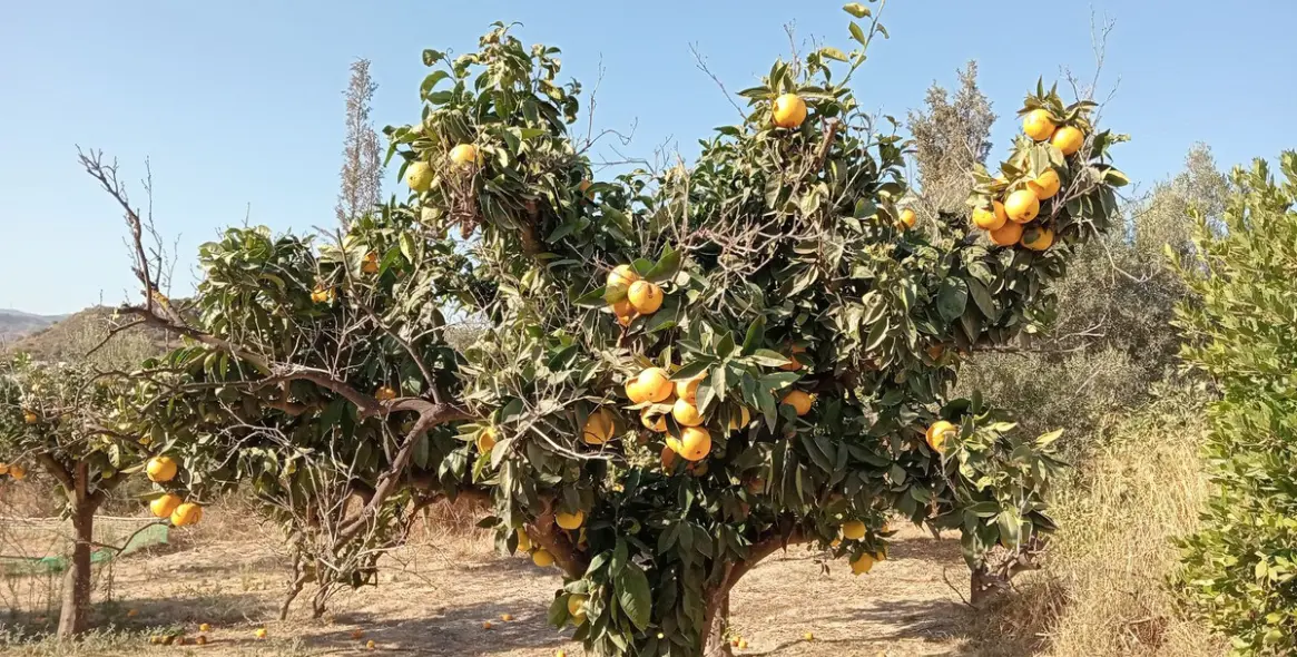 Venta de parcela residencial en Estación de Campanillas 22