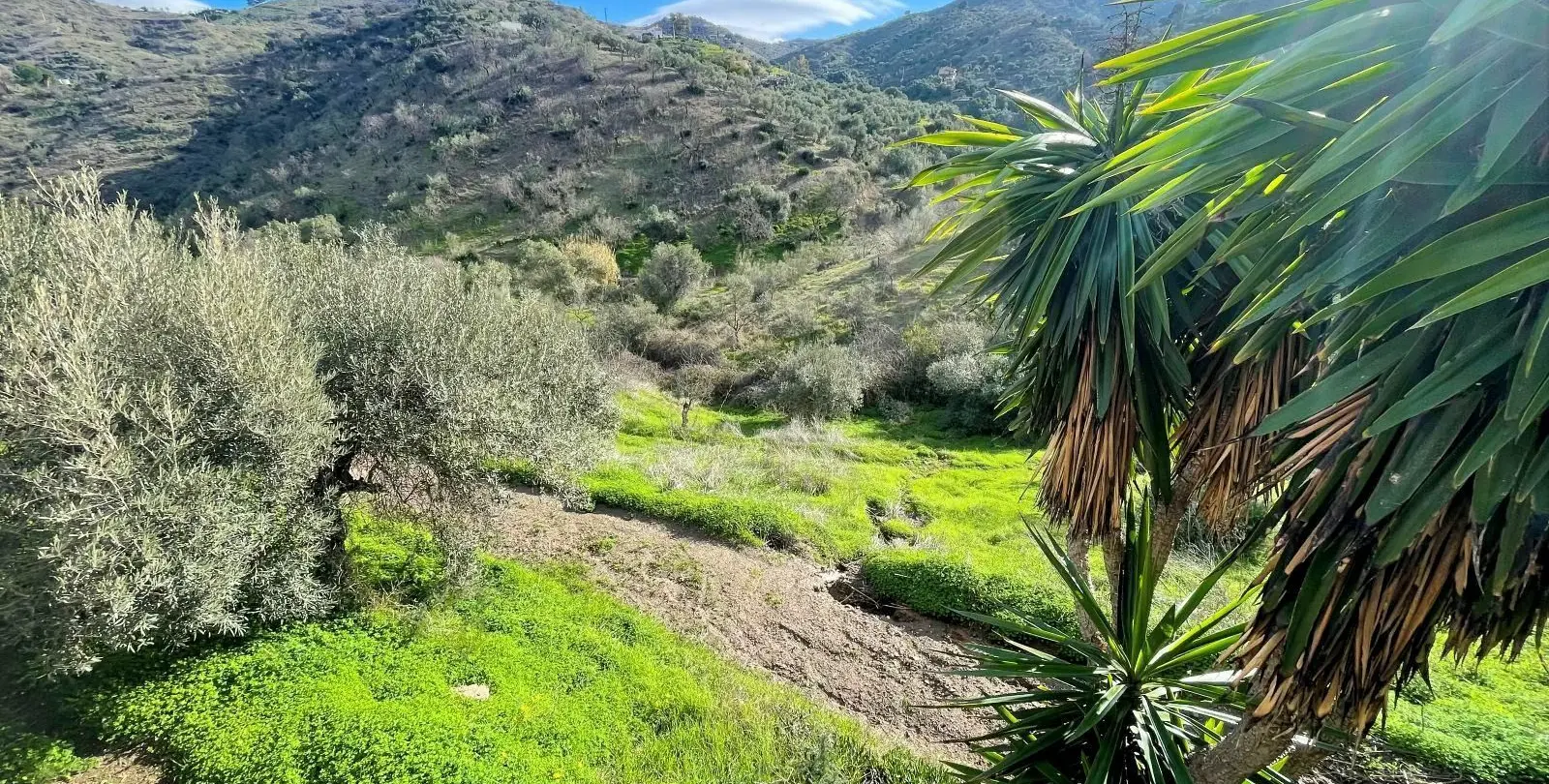 Venta de finca - cortijo en Alora 37