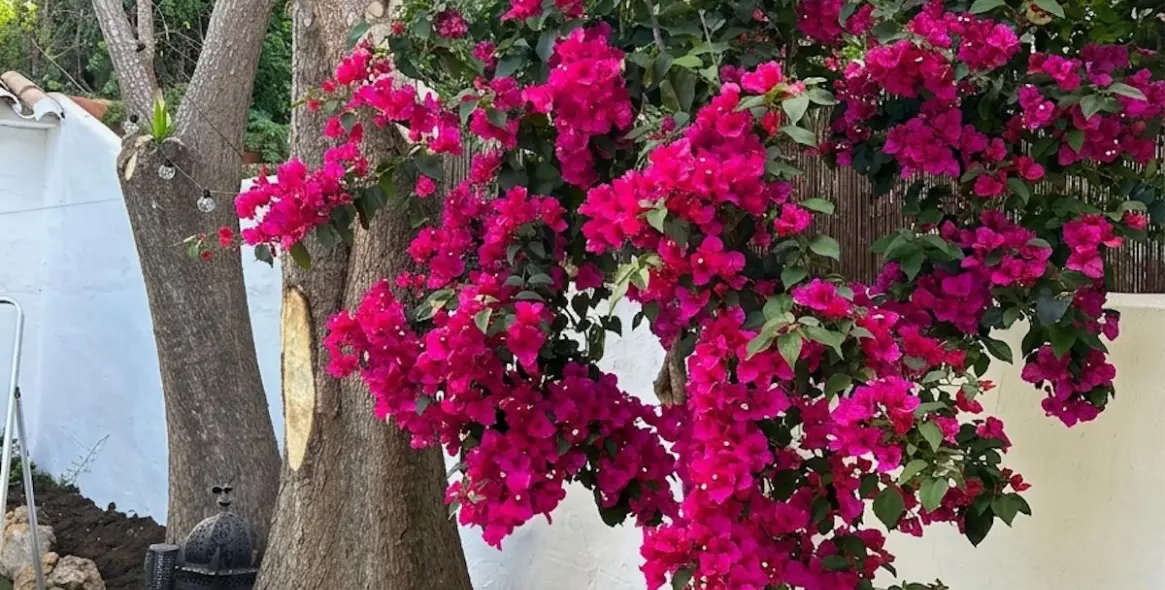 Sale of townhouse in Nueva Andalucía 15