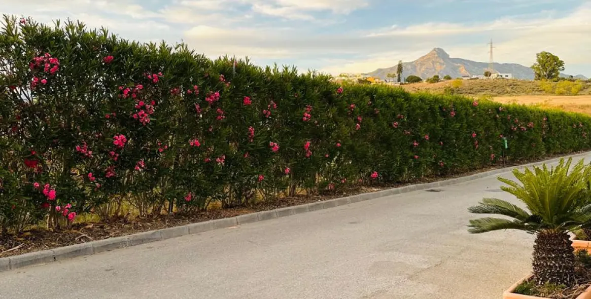 Sale of townhouse in Nueva Andalucía 5