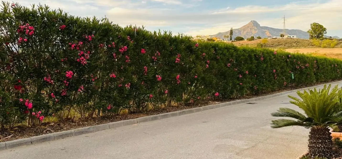 Sale of townhouse in Nueva Andalucía 4