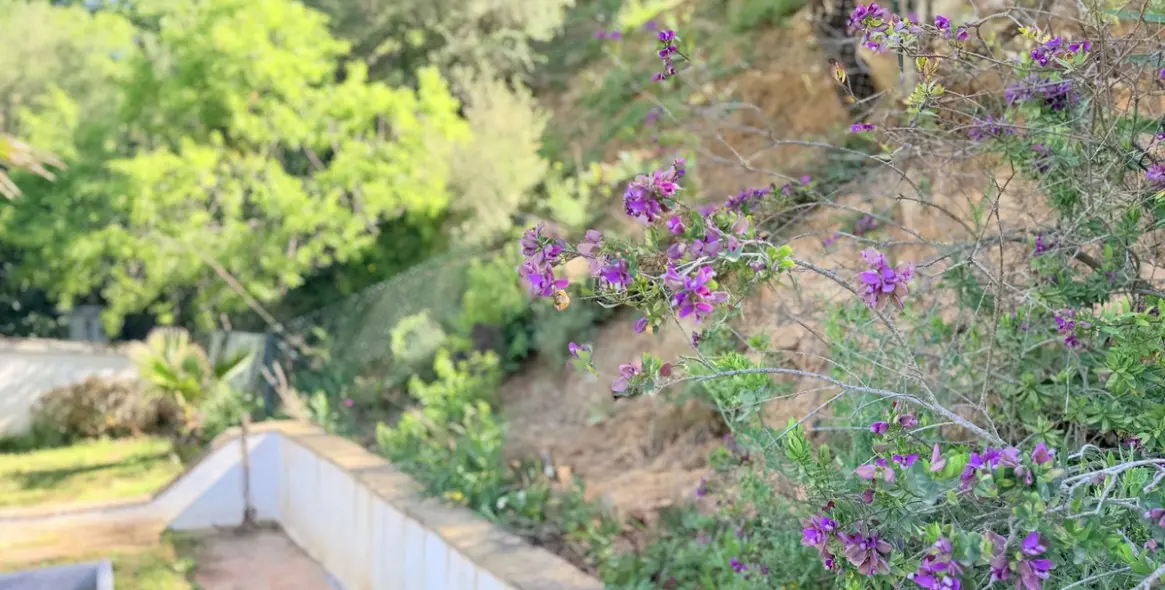 Venta de finca - cortijo en Casares 28