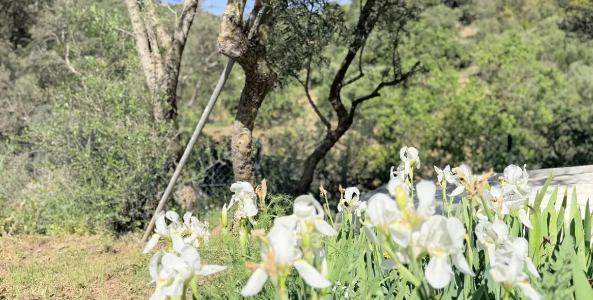 Venta de finca - cortijo en Casares 29
