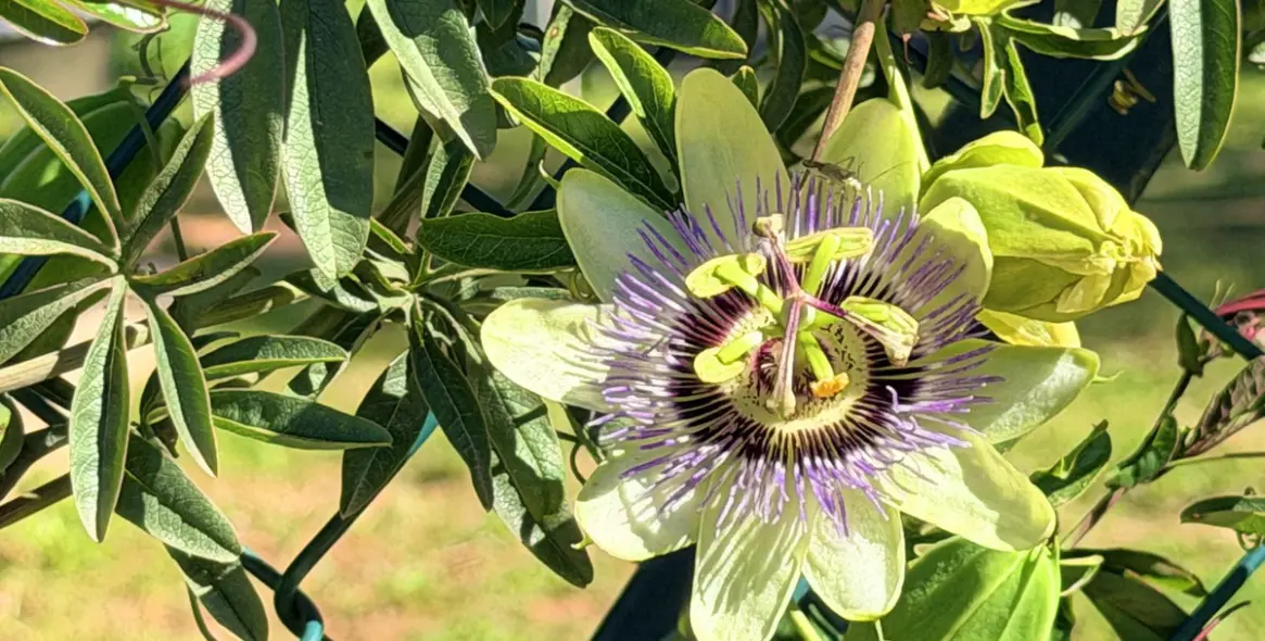 Venta de finca - cortijo en Casares 30