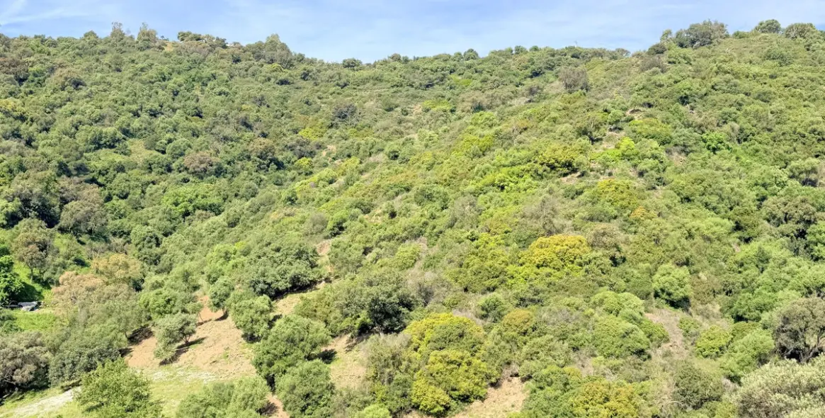 Venta de finca - cortijo en Casares 40