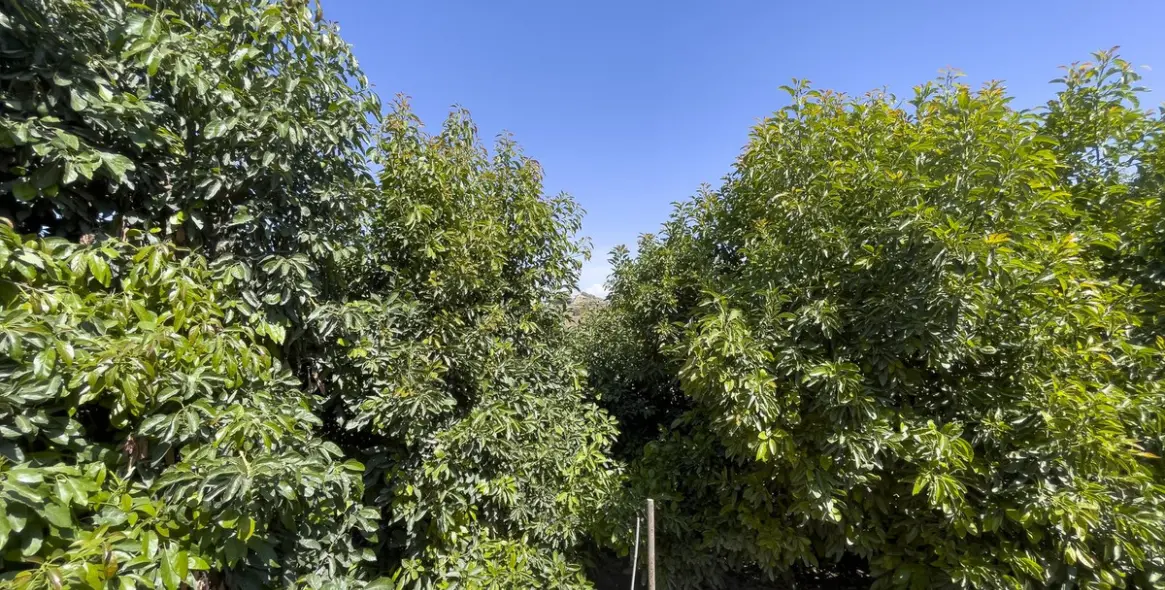 Sale of finca - cortijo in Coín 57