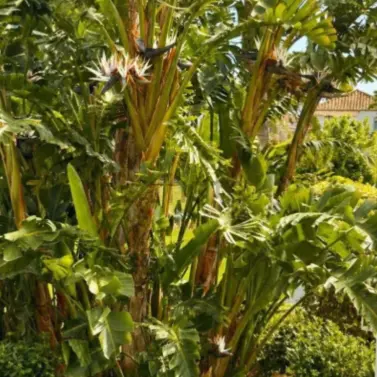 Sale of ground floor apartment in El Paraiso